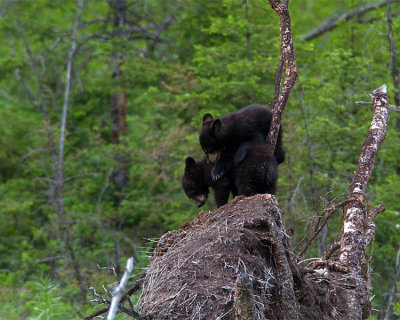 Bear on My Back.jpg