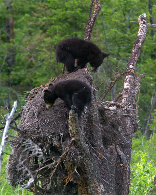 Cubs High and Low.jpg