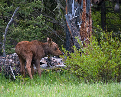 Moose Calf Near Pebble Creek.jpg