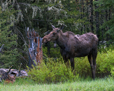 Moose Cow with Calf Near Pebble Creek.jpg