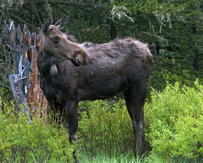 Moose Cow Near Pebble Creek.jpg