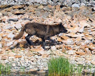 Wolf on the Run.jpg