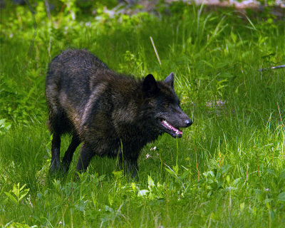 Mollie Wolf in the Grass.jpg