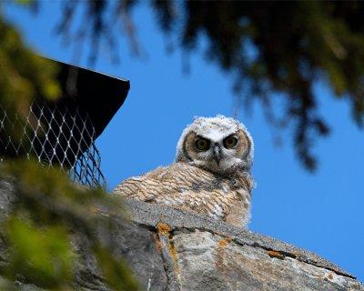 Great Horned Owl Fledgling on a Chimney at Mammoth.jpg