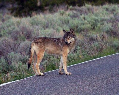 Wolf on the Dunraven Road.jpg