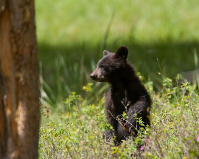 Black Bear Cub Standing in the Tall Grass.jpg