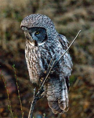 Great Grey Owl Perched Near Phantom Lake.jpg