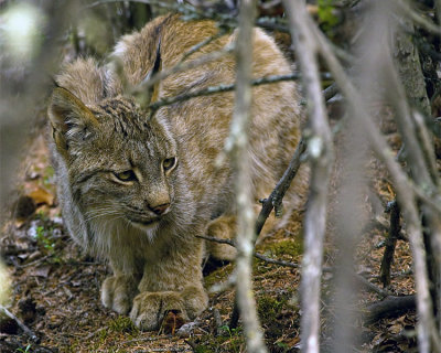 Lynx in the Trees.jpg