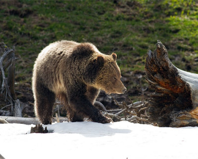 Grizzly at Obsidian on the Snow.jpg