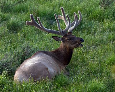 Bull Elk Recumbant.jpg