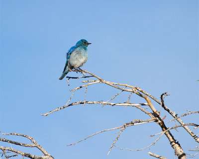 Mountain Bluebird Near Sedge Bay.jpg