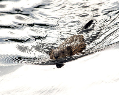 Muskrat in Otter Creek.jpg