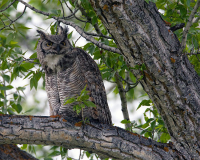 Great Horned Owl in the Tree.jpg