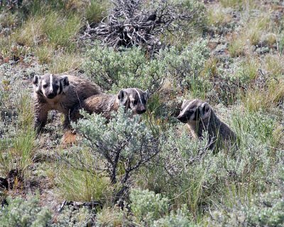 Badger Family Up the Beartooth Highway.jpg