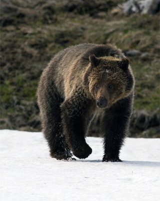 Grizzly at Obsidian Creek Vertical.jpg