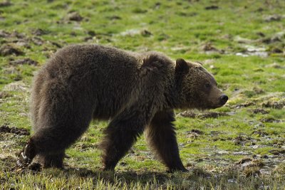 Grizzly Bear Walking.jpg