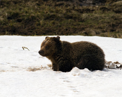 Grizzly at Obsidian Lying in the Snow.jpg