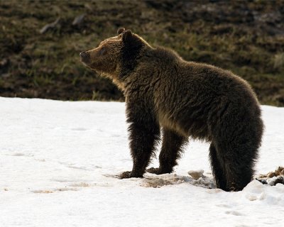 Grizzly Bear at Obsidian in the Snow.jpg
