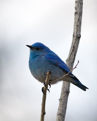 Mountain Bluebird on a Branch.jpg