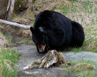Black Bear Washing Near Tower.jpg
