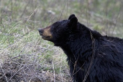 Black Bear in the Brush.jpg