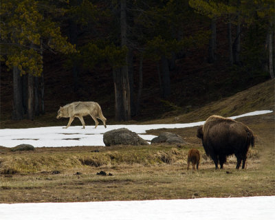 Bison Mom and Calf Watching the Grey Wolf Go By.jpg