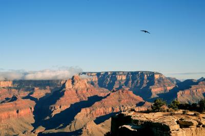 Raven over clouded canyon.jpg