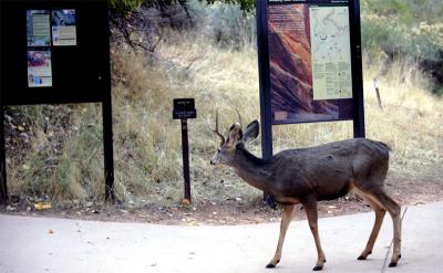 Deer Reading the Signs on the trail.jpg