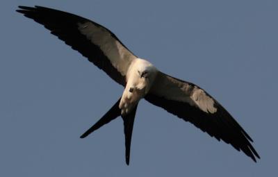 Swallow Tail Kite.jpg