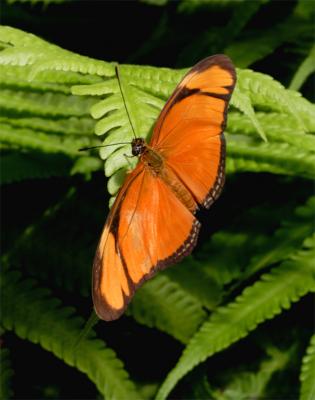 Orange Butterfly on Fern.jpg
