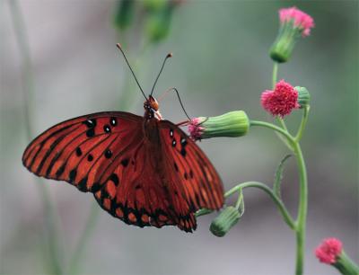 Orange Butterfly on red flower.jpg