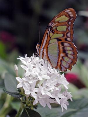 Malachite Butterfly on white flower.jpg