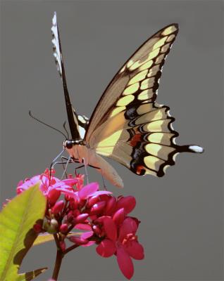 Dusky Swallowtail.jpg
