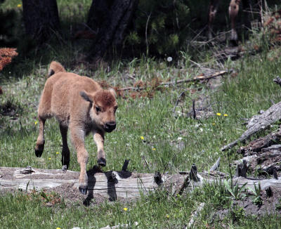 Bison Calf Jumping Log.jpg