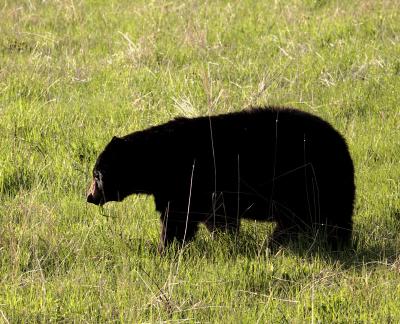 Black bear grazing.jpg