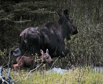 Moose with calf in stream.jpg