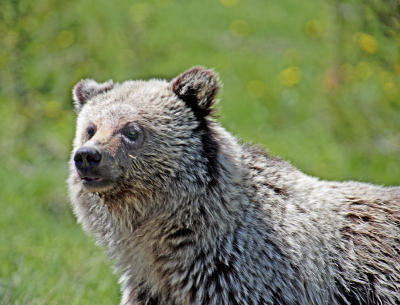 Grizzly face.jpg