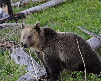 Grizzly among the logs.jpg