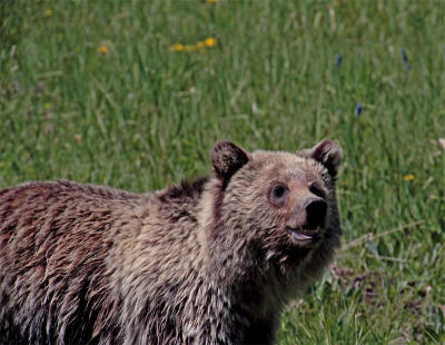Grizzly in the meadow.jpg