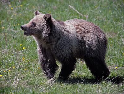Grizzly in the meadow with flowers.jpg