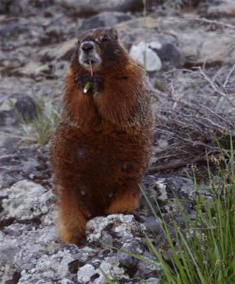 Marmot Snacking Standing Up.jpg