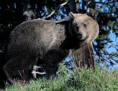 Grizzly on the hill.jpg