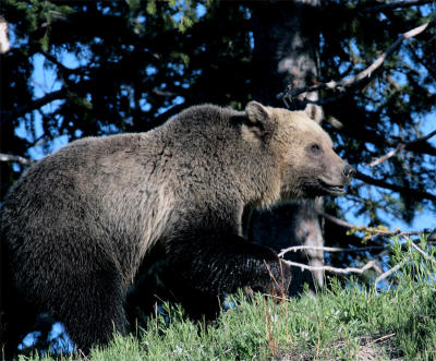 Grizzly on the hill looking forward.jpg