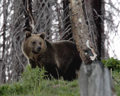 Grizzly in the trees.jpg