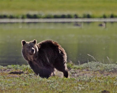 Grizzly in motion.jpg