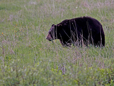 Black Bear among the wildflowers.jpg