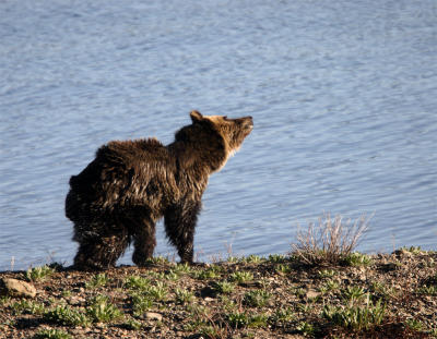 Grizzly Shaking Off after a morning swim.jpg