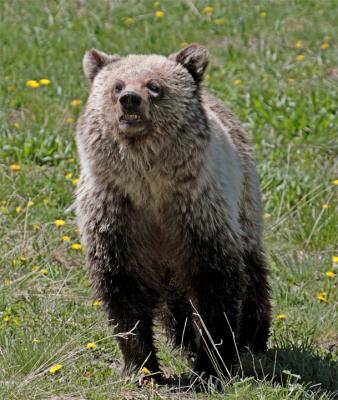 Angry Grizzly.jpg