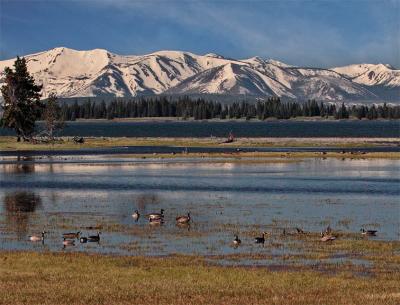 Canadian Geese in the lake with mountains behind.jpg