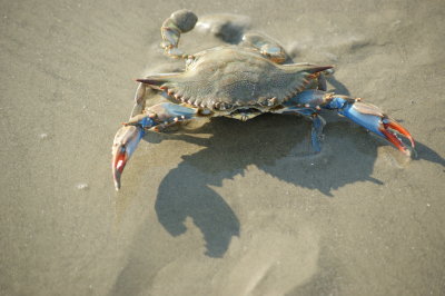 Crabs on the beach